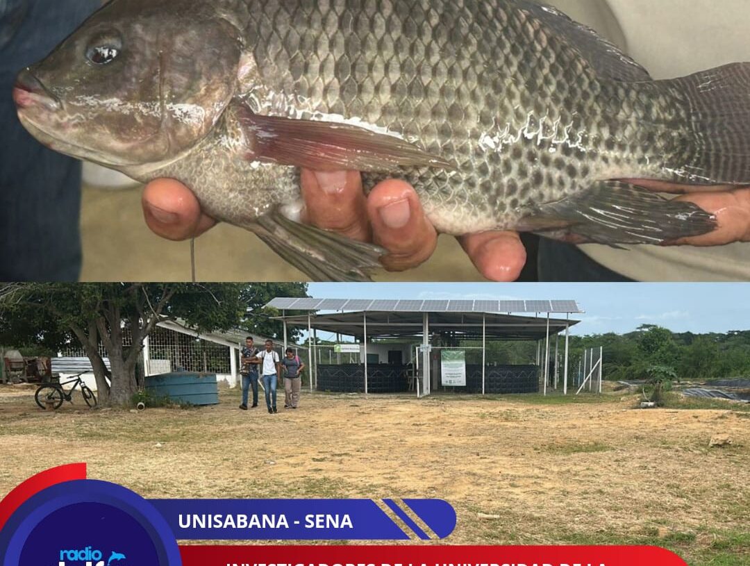 Investigadores de la Universidad de La Sabana culminan proyecto de cultivo de tilapia que reutiliza más del 90 % del agua en La Guajira.