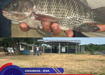 Investigadores de la Universidad de La Sabana culminan proyecto de cultivo de tilapia que reutiliza más del 90 % del agua en La Guajira.