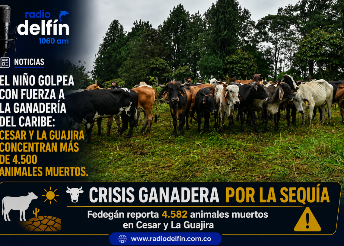 El Niño golpea con fuerza a la ganadería del Caribe: Cesar y La Guajira concentran más de 4.500 animales muertos.