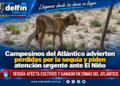 🌾 Campesinos del Atlántico advierten pérdidas por la sequía y piden atención urgente ante El Niño
