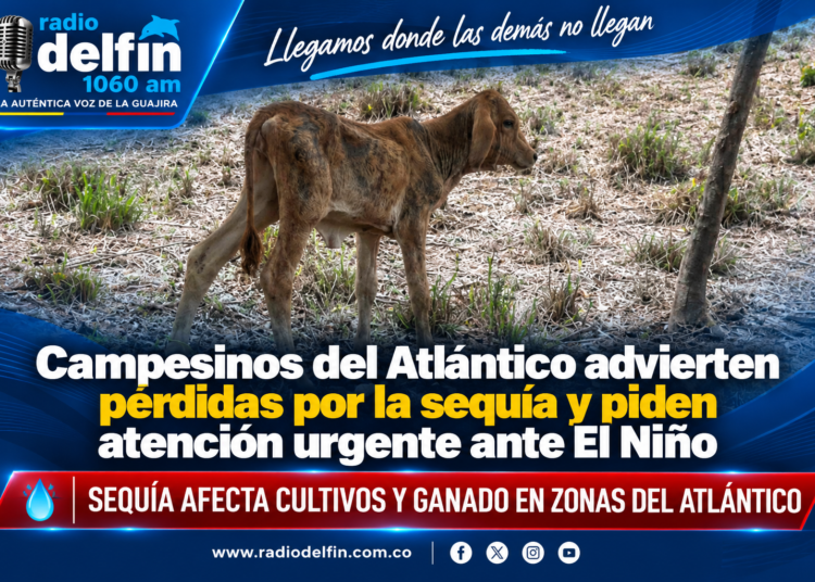 🌾 Campesinos del Atlántico advierten pérdidas por la sequía y piden atención urgente ante El Niño